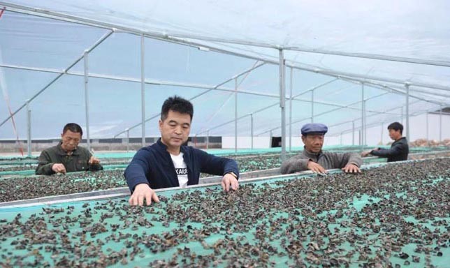 甘肅禮縣杜小軍退伍不退軍人本色，做“鄉(xiāng)村振興”戰(zhàn)略的踐行者